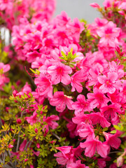 雨に濡れたツツジの花
