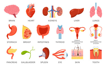 Human organs with names description set infographic. Cartoon lung brain, heart kidneys, stomach, chest intestines, reproductive system female male, skin hair tooth eye, body elements hand drawn vector