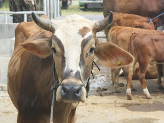 a cow with brown fur and a brown head combined with white