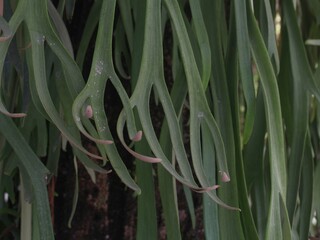 Obraz premium close up of a green plant. staghorn fern leaves