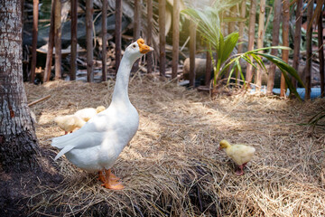 Organic livestock farming. White Chinese geese with goslings on straw in wooden fence coop in backyard.