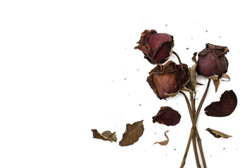 Three Red rose that has withered and faded to a deep brown over time on white background and copy space.