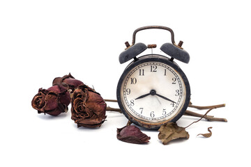 The fading of time or aging days concept. Three Red rose that has withered and faded to a deep brown. old abandoned Black alarm clock analog classic style is rusty and dirty on white background.