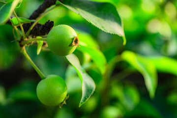 Fototapeta premium In spring, walnut trees are covered with green walnuts