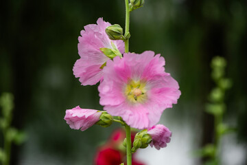 Obraz premium Colorful and beautiful hibiscus flowers bloom in summer