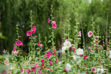 Colorful and beautiful hibiscus flowers bloom in summer