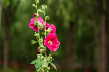 Fototapeta premium Colorful and beautiful hibiscus flowers bloom in summer