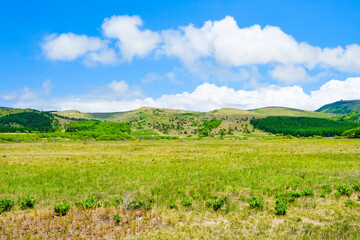 八島ヶ原湿原　初夏