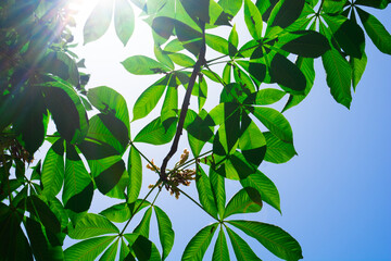 green leaves in the sun