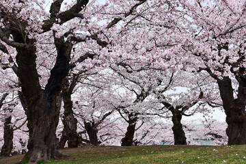 高台の桜