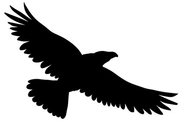 Andean Condor Bird Silhouette Shadow Vector Art Drawing
