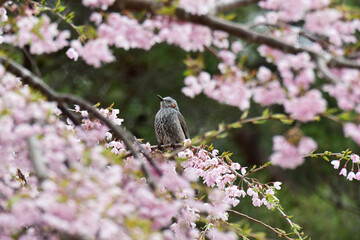 桜の木に止まって上を向くヒヨドリ