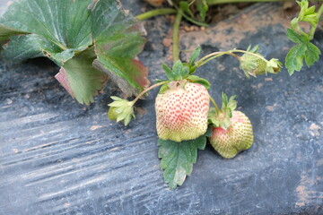 unripe strawberry on a farm