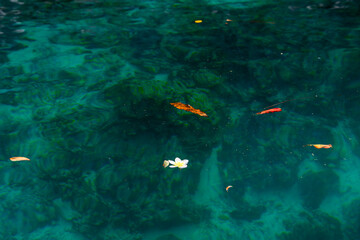 A flower floating on the turquoise water of Coron, Palawan, Philippines