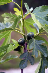 fig