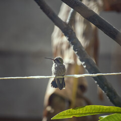 Fotos de colibríes, aves en libertad. © Isa