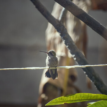 Fotos de colibr&iacute;es, aves en libertad.