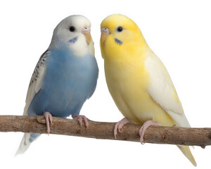 Colorful budgerigars perched on branch, showcasing their vibrant feathers and charming expressions. These affectionate birds symbolize companionship and joy in nature