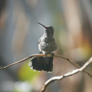 Colibr&iacute; mexicano, aves M&eacute;xico..