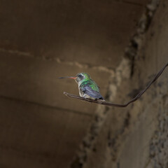 Colibríes Urbanos, Aves Mexicanas. © Isa