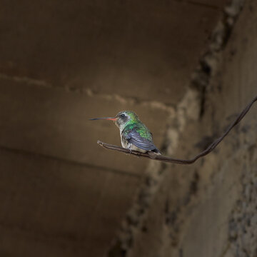Colibr&iacute;es Urbanos, Aves Mexicanas.