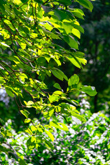 summer green plants, minimalist background