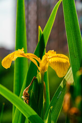 summer green plants, minimalist background