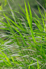 Naklejka premium summer green plants, minimalist background