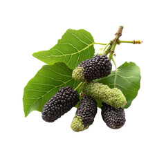 Fresh Ripe Mulberries on the Branch with Green Leaves