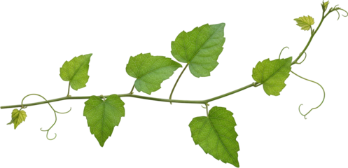 Lush green vine with vibrant leaves isolated transparent background
