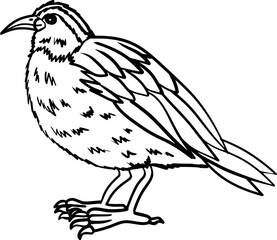 Obraz premium Bananaquit bird Outline Line Art Vector Illustration