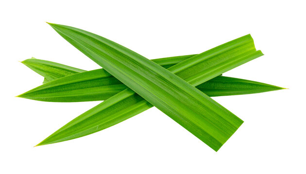 Pandan leaves isolated on transparent background