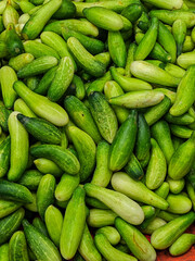 An abundance of fresh, vibrant green cucumbers create a visually appealing scene. Their varying sizes and shades showcase the natural beauty and healthy appeal of this versatile vegetable.