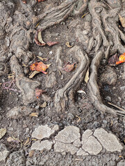 An earthy, top-down shot captures the intricate root system winding through the soil, with fallen...