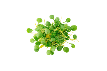 Watercress overlap grid ready for cookbook chapter openers and farm-share newsletters