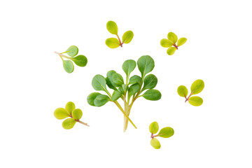 Curved watercress stem emphasising freshness for hydroponic marketing materials and local-market signage