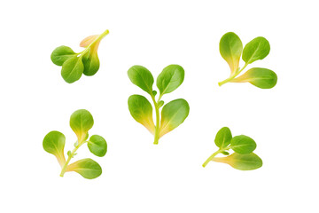 Minimal watercress trio on white suited for clean-label dressing adverts and ingredient callouts