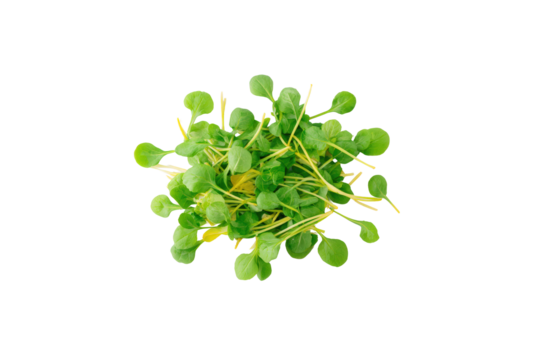 Watercress overlap grid ready for cookbook chapter openers and farm-share newsletters