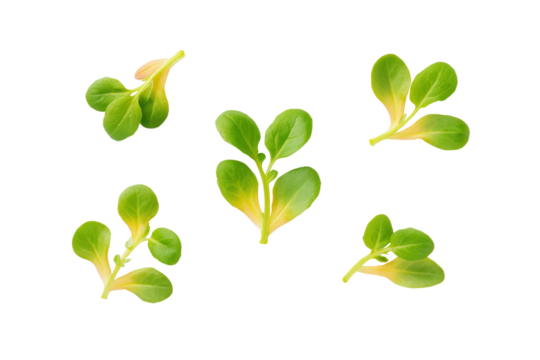 Minimal watercress trio on white suited for clean-label dressing adverts and ingredient callouts