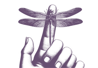 Dragonfly Detailed Hand Drawn Natural Illustration Vector Isolated by AZ for Books, Arts, Design and Decoration Graphic Asset