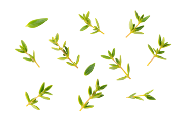 Finely chopped lemon-thyme on transparent background perfect for salad-dressing graphics