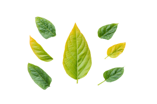 Chopped sweet-potato leaf ribbons on transparent background ideal for smoothie-blend charts and soup labels