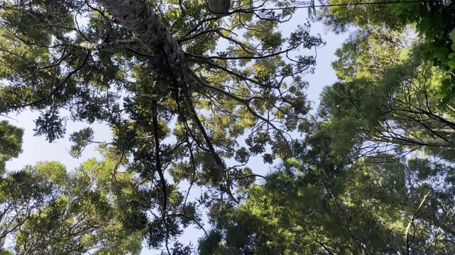 Video capturing of towering trees with sprawling branches moving in the wind and lush green foliage against a clear blue sky, embodying the majesty and tranquility of a dense forest with the sound of 