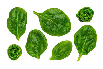 Obraz premium Baby spinach chiffonade on transparent background perfect for gourmet pizza-topping charts and soup posters