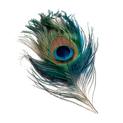 Elegant peacock feather display individually isolated on a transparent background