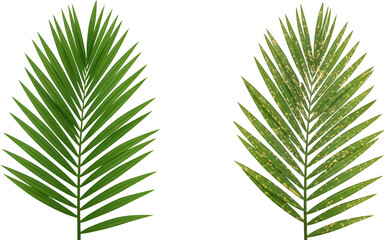 Obraz premium Healthy vs Diseased Palm Frond Detailed Comparison of Leaf Spots and Healthy Foliage