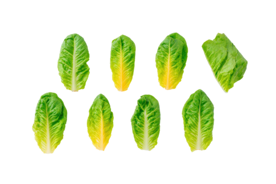 Minimal romaine-lettuce motif on transparent background supplies leafy texture for eco-friendly takeout box wraps