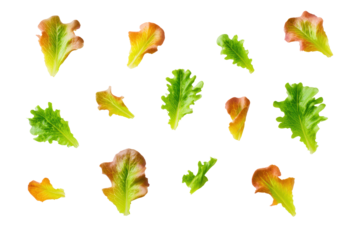 Red-leaf lettuce half showing veins isolated on transparent background ideal for nutrient-density infographic assets