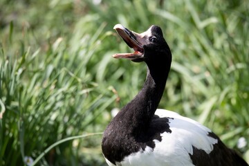 The Magpie Goose (Anseranas semipalmata).