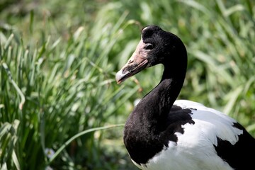 The Magpie Goose (Anseranas semipalmata).